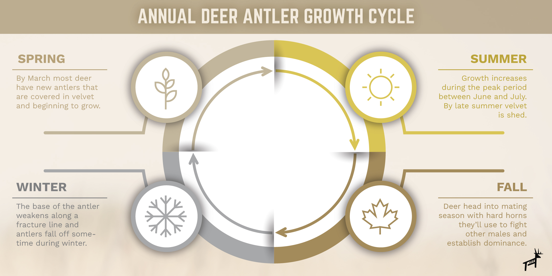 3 Critical Factors That Fuel Deer Antler Growth   Deer Antler Growth   By Season 